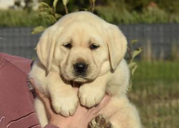 Labrador retriever FCI,ZKwP