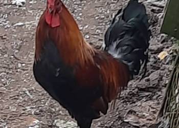 Roczny kogut zielononóżka