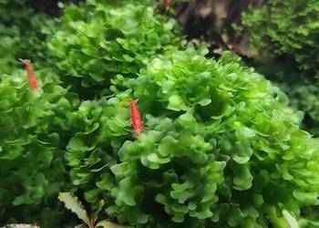 Subwassertang - roślina akwariowa