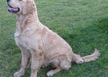 Golden retriever 7 miesięczne