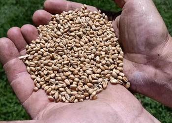 Pszenica 2025, okolice Dynowa Pszenica 2025, okolice Dynowa