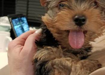 Szenieta z rodowodem ZKwP