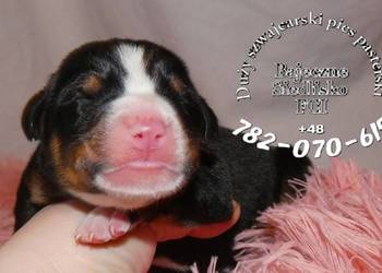 mamy szczenięta Duży Szwajcarski Pies Pasterski szczeniak szczeniaki