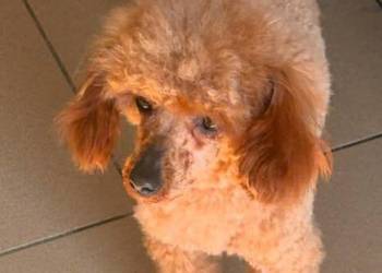 Pudel toy red reproduktor