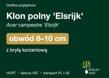 Klon polny 'Elsrijk' (Acer campestre) obwód 8-10 cm, z bryłą – HURT