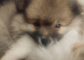 Sprzedam szpica  miniaturowego