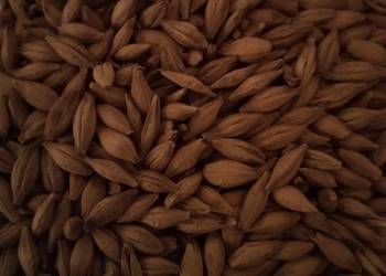 Sprzedam jęczmień jary