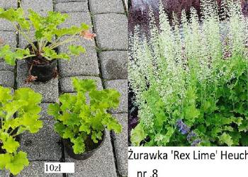 Żurawka Rex Lime Heuchera i inne