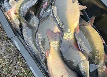 Karp handlowy wigilijny