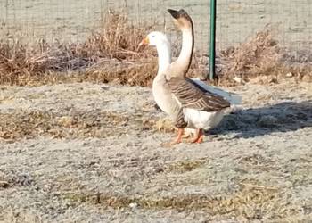 Gęsi landers i garbonosa