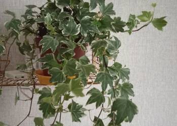 Roślina doniczkowa bluszcz - Hedera Helix.