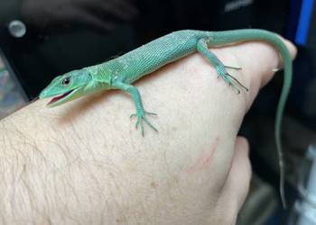 jaszczurka szmaragdowa w Gliwicach