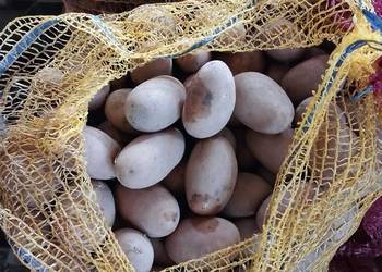 Ziemniaki sadzeniaki Queen Anna