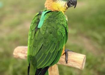 Barwinka ręcznie karmiona pupil