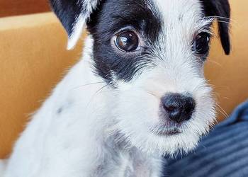 Parson Russell terrier suczka szczenię