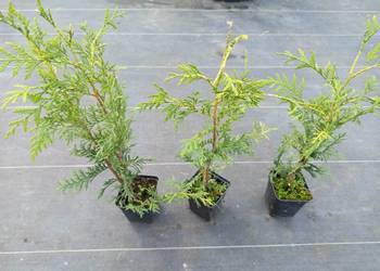 Thuja Plicata Zebrina 4 zł szt Wroclaw
