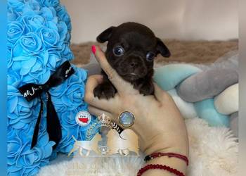 Chihuahua krótkowłosy czekoladowy piękny badania DNA , rodowód