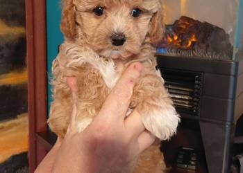 Maltipoo - sunia red