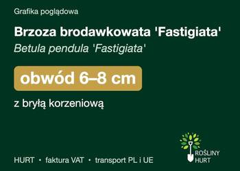 Brzoza brodawkowata 'Fastigiata' obwód 6-8 cm, z bryłą – HURT