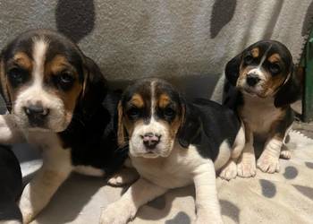 Pieski rasy Beagle