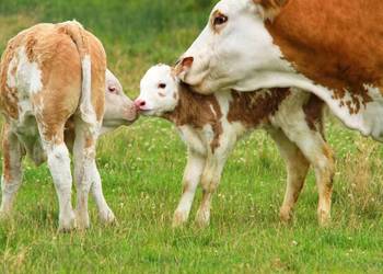 Likwidacja stada Krowy/ Cielęta