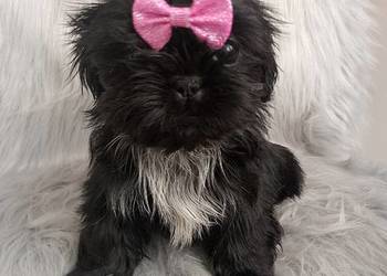 Suczka rasy Shih-Tzu