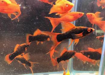 Alpha Mieczyk , Red Ruby