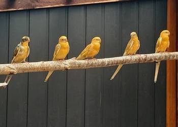 Sprzedam świergotki