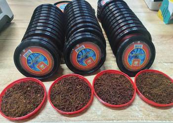 W SPRZEDAŻY ŚWIEŻUTKA OCHOTKA -WĘDKARSKI W ŁĘGU TARNOWSKIM