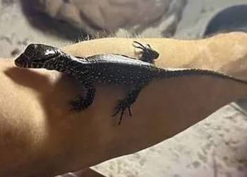 Waran nilowy 6 miesięczny plus terrarium papiery Cites
