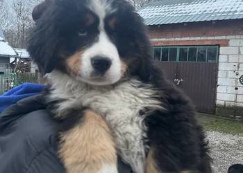 Berneński pies pasterski Blue