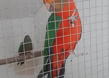 Szkarłatka królewska. Możliwość dowozu po uzgodnieniu