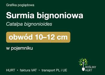 Surmia bignoniowa obwód 10-12 cm, w pojemniku – HURT