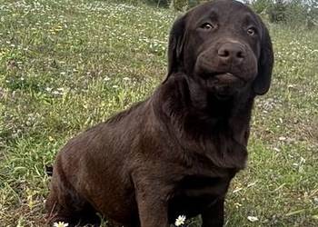 Labrador czekoladowy szczenię