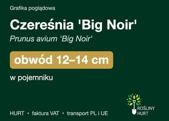 Czereśnia 'Big Noir' (Prunus avium) obwód 12-14 cm, w pojemniku – HURT