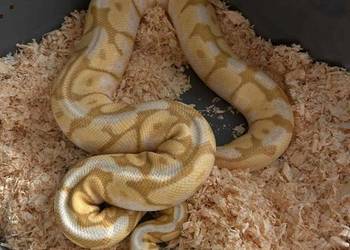 Pyton Królewski Samiec bumblee banana