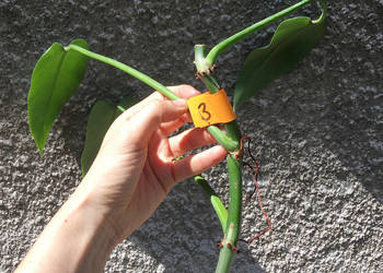 Philodendron filodendron Emerald Queen sadzonka cięta nr 3