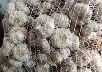 Sprzedam Polski czosnek harnaś