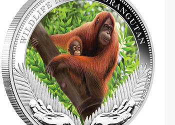 Orangutany Srebrna moneta kolekcjonerska z serii „WILDLIFE IN NEED”