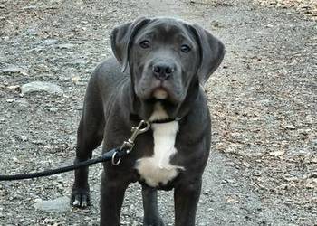 Alano Espanol - suczka