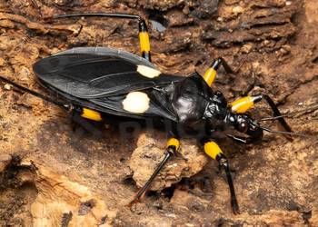 Platymeris biguttatus pluskwiaki dwuplame różne stadia