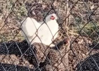 Sprzedam jajka kurze. W okolicy dowiozę.