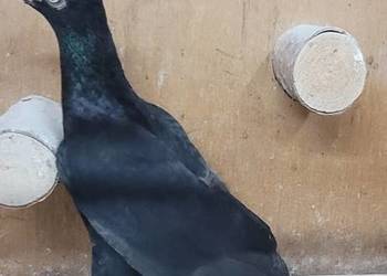 Gołębie Wiedeńskie lotne