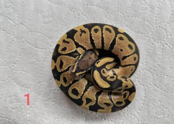 Pyton królewski Orange dream Fire poss het Clown