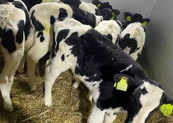 Jaloszki byczki sprzedam