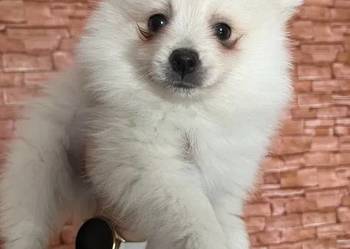 szpic miniaturowy - chłopiec