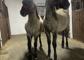 Sprzedam KONIKI POLSKIE