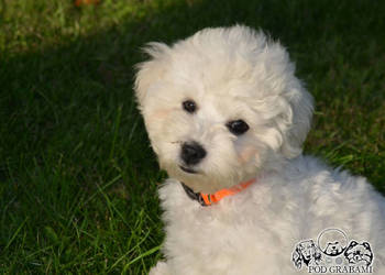 Bichon frise FCI ostatni piesek.