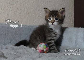 Maine Coon, rodowód WCF