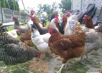 Ferma sprzeda kury d12